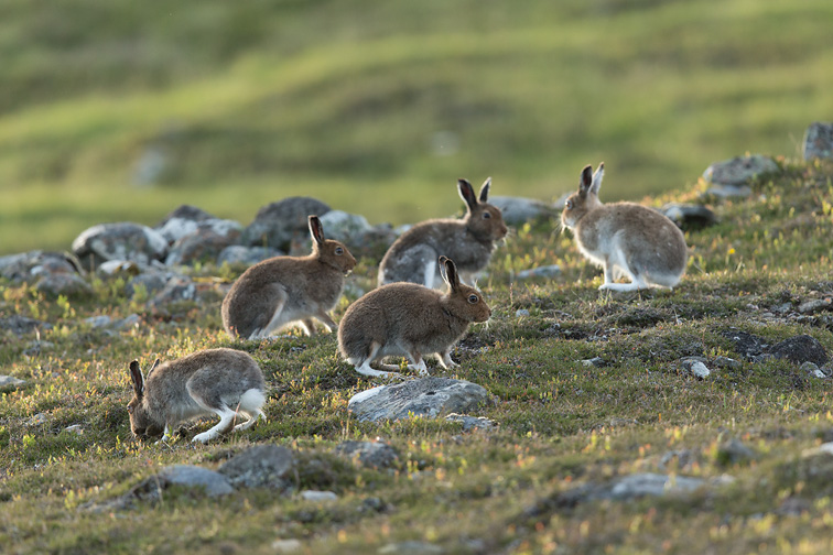 Mountain Hare (Lepus timidus) group of five on moorland, Scotland